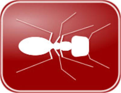Ants