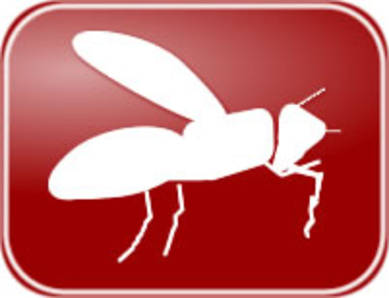 Bees