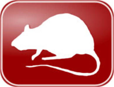 Rodents