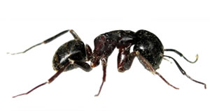 Flea Removal