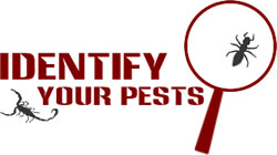 Commercial Pest Removal